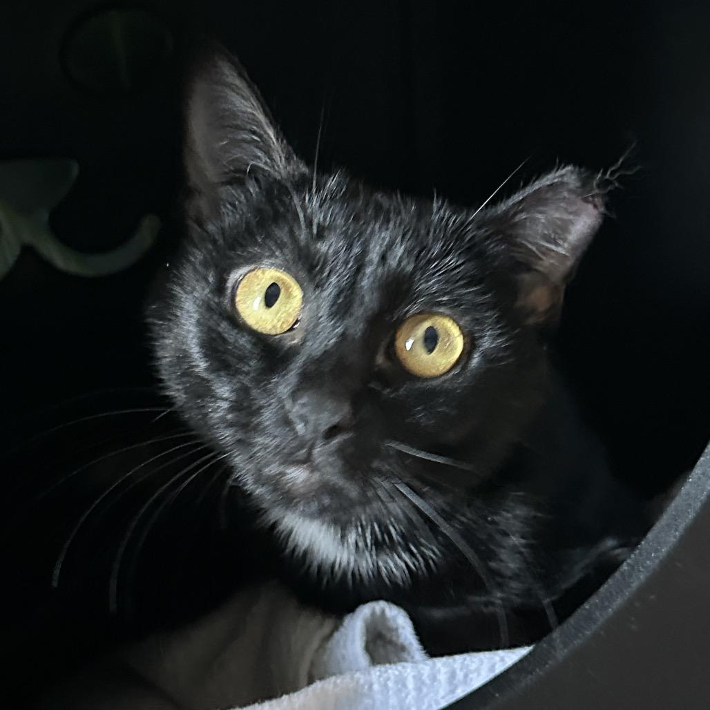 Mama Girl, Adoptable, Adult Female Domestic Short Hair.