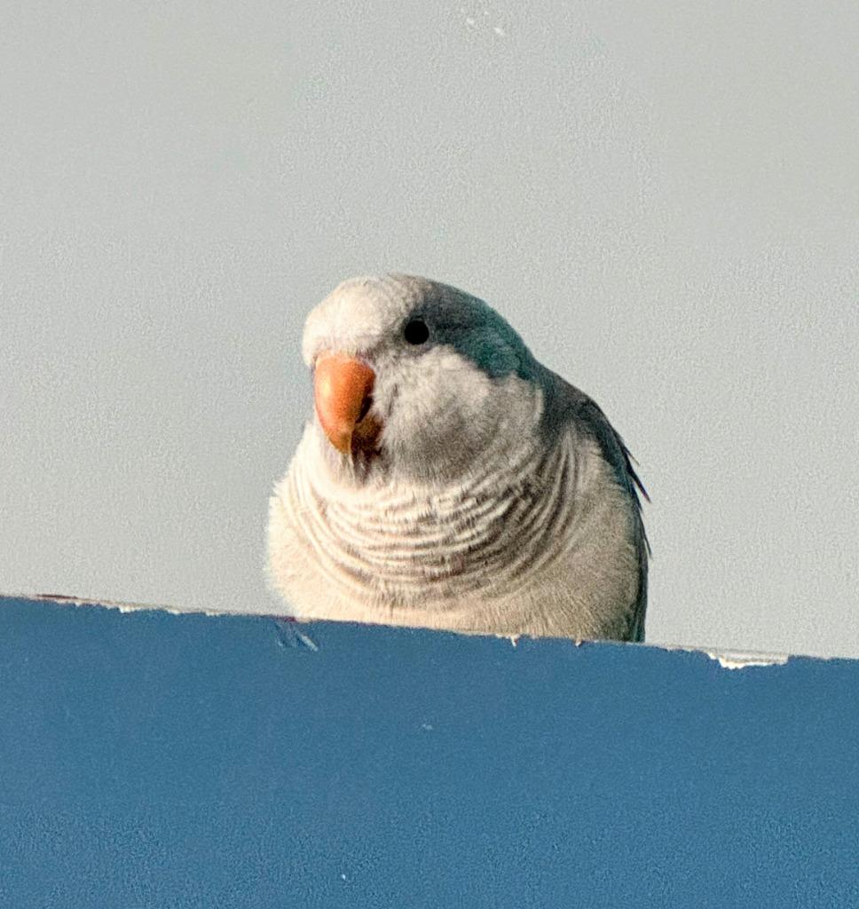 Merlin, a Adoptable Quaker Parakeet in Ballwin, MO image 1/3