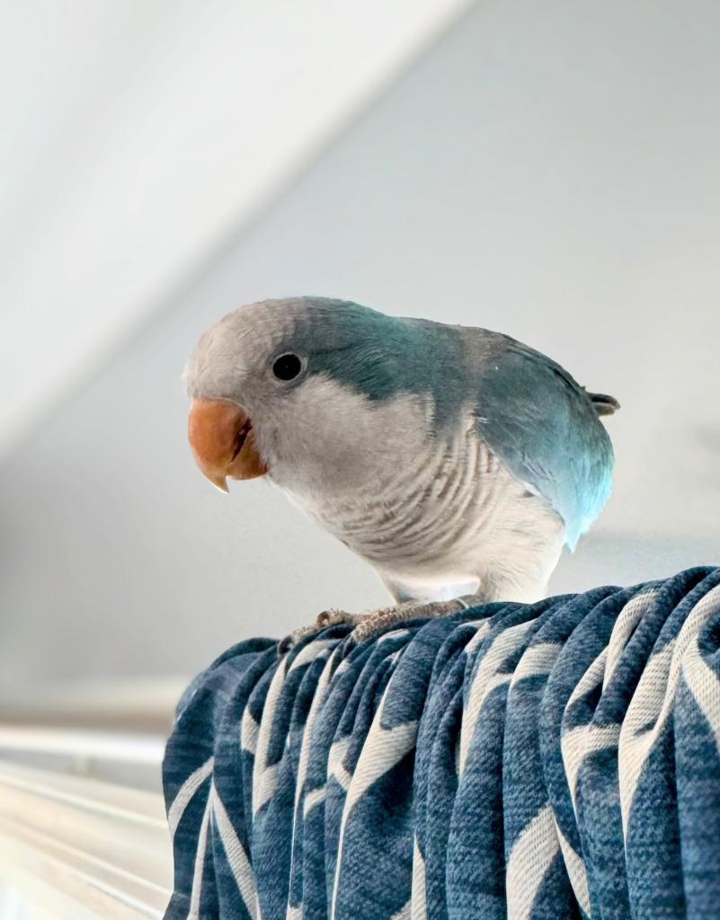Merlin, a Adoptable Quaker Parakeet in Ballwin, MO image 2/3