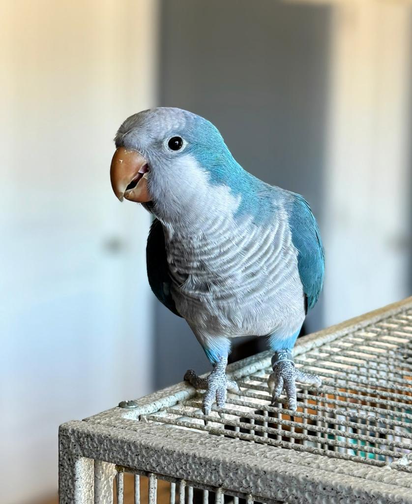 Merlin, a Adoptable Quaker Parakeet in Ballwin, MO image 3/3