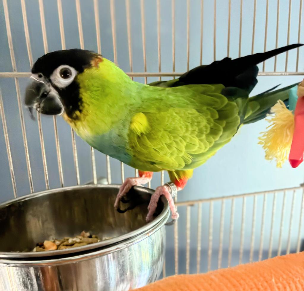 Ned, Adoptable, Senior Male Conure.