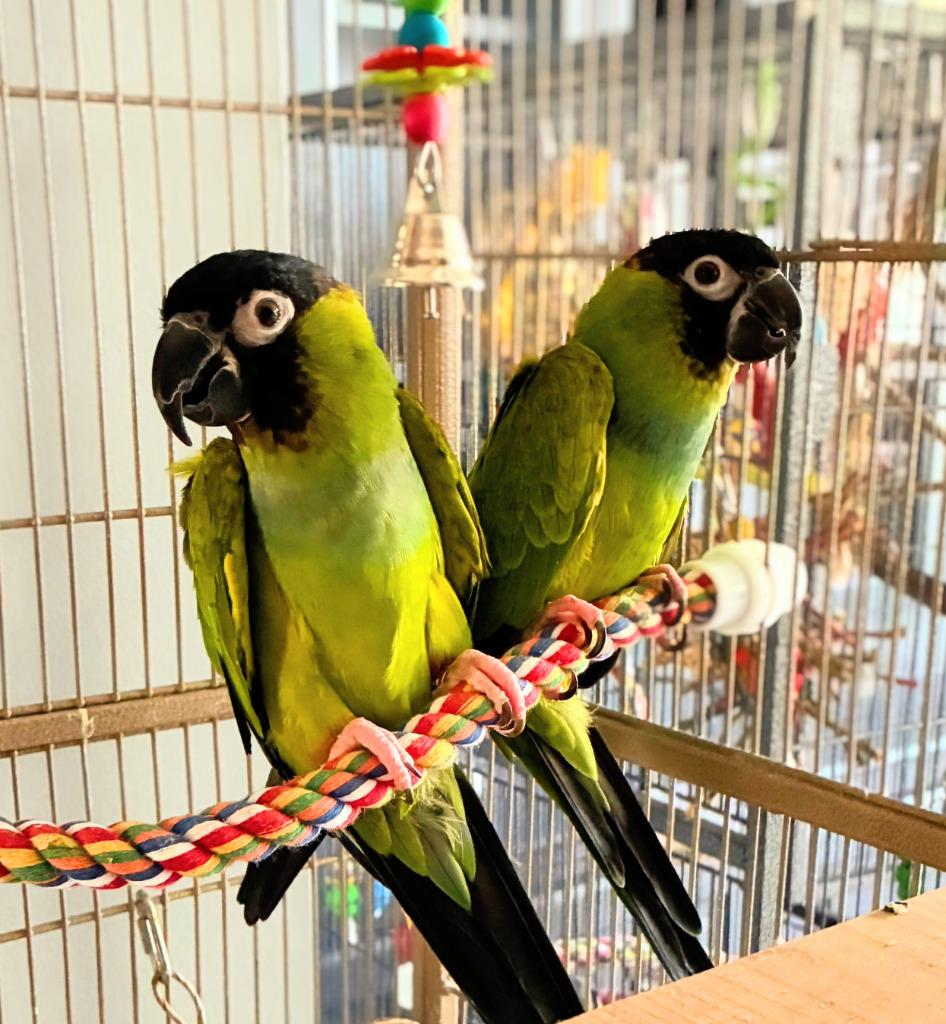 Enlarge Ned, a Adoptable Conure in Ballwin, MO image 2/6