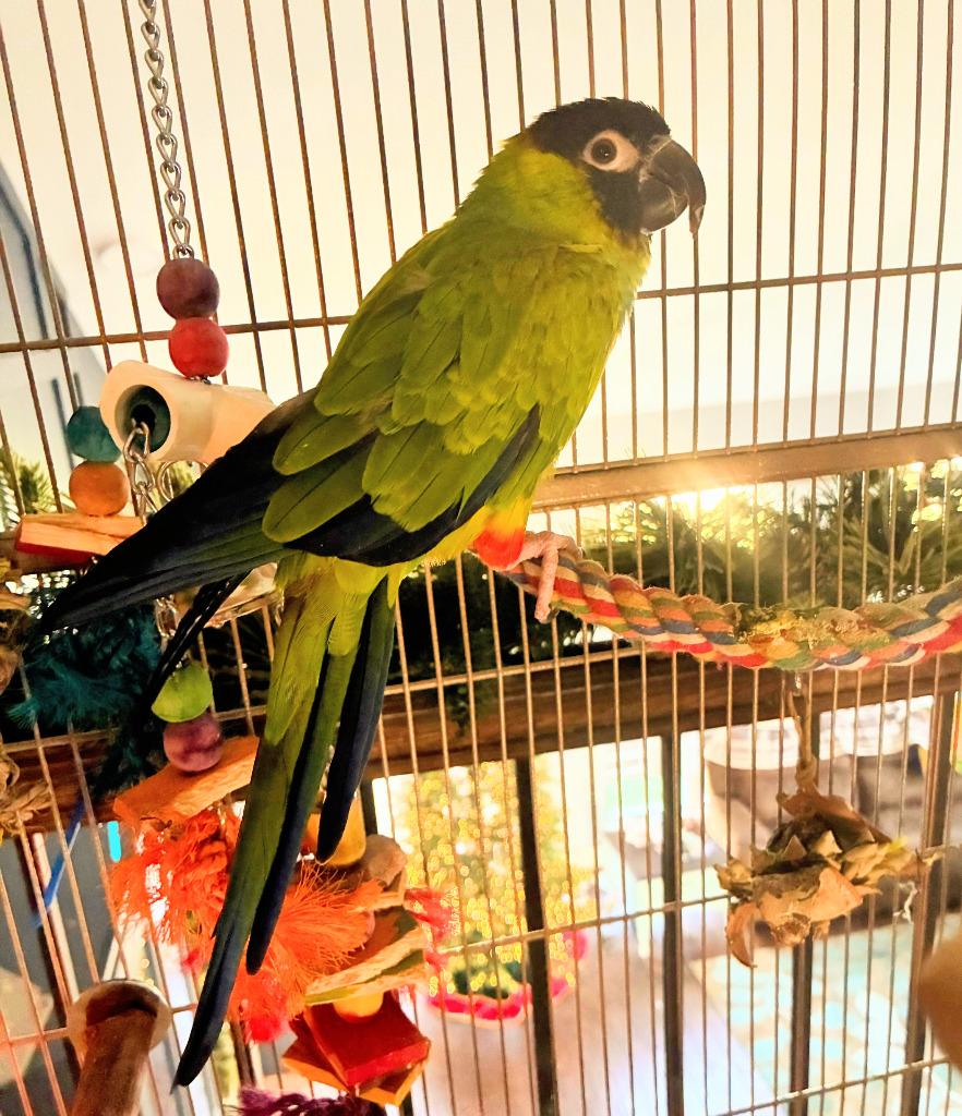 Enlarge Ned, a Adoptable Conure in Ballwin, MO image 3/6