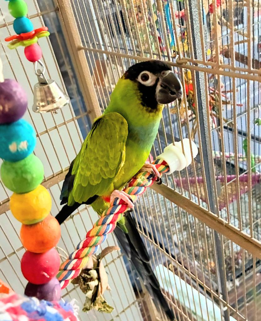 Enlarge Ned, a Adoptable Conure in Ballwin, MO image 5/6