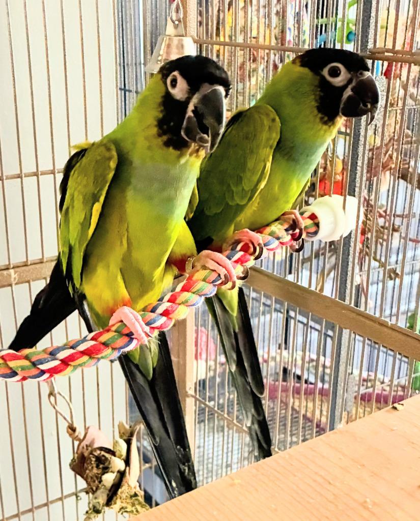 Enlarge Ned, a Adoptable Conure in Ballwin, MO image 6/6