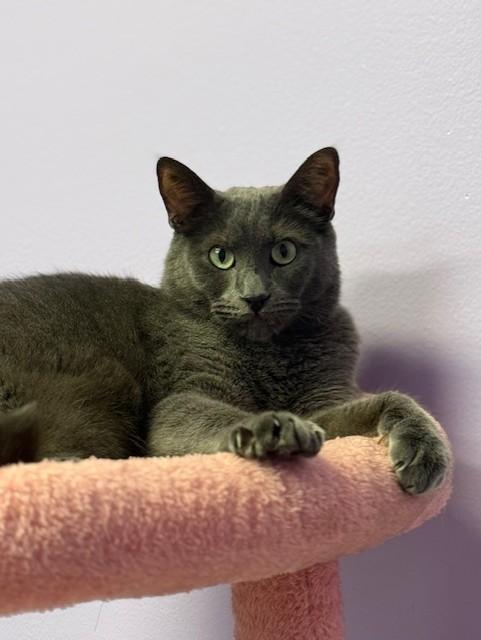 Enlarge HOPE, a Adoptable Domestic Short Hair in Fort Walton Beach, FL image 1/1