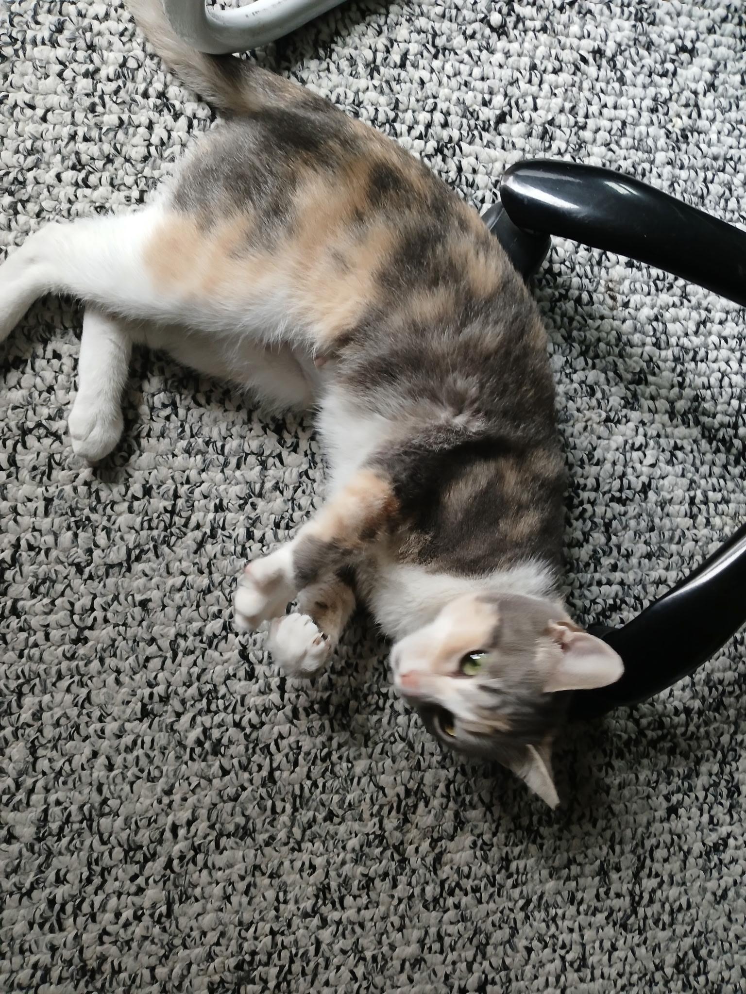 Jessi — thumbnail 3