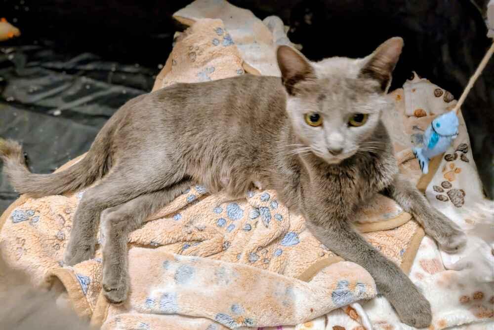 Martini, Adoptable, Young Female Domestic Short Hair.