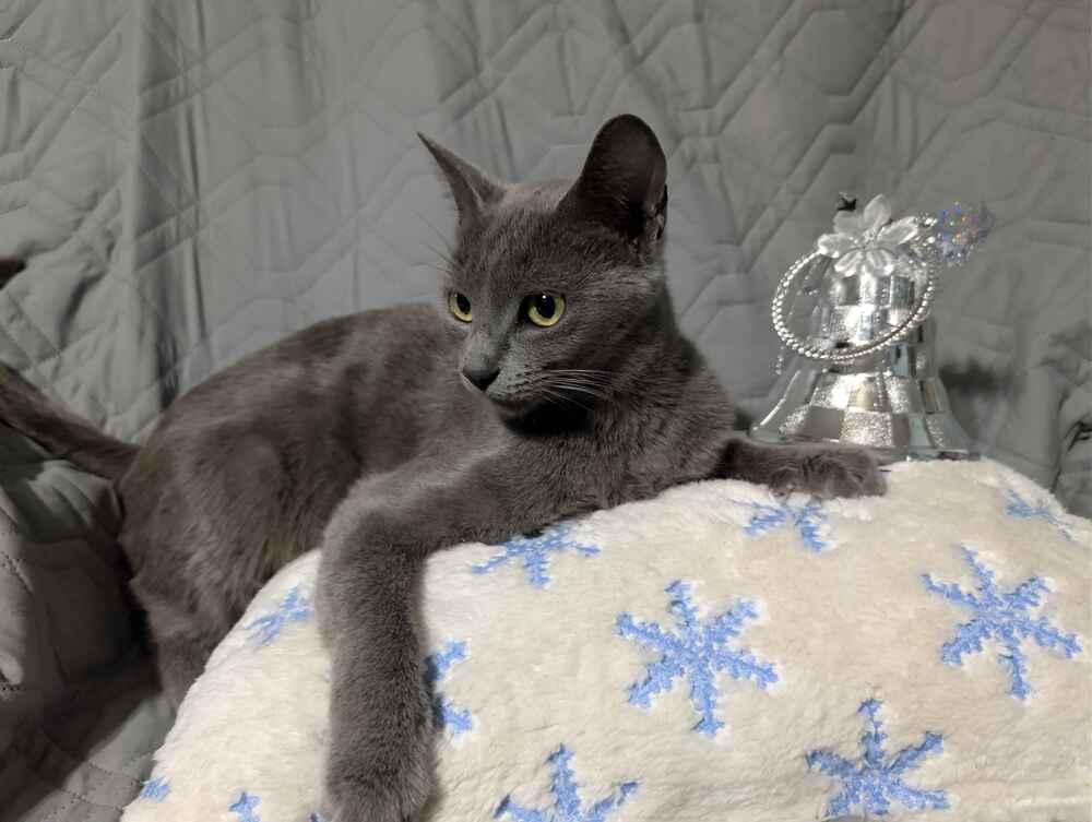 Enlarge Martini, a Adoptable mixed breed in Grand Rapids, MI image 2/6