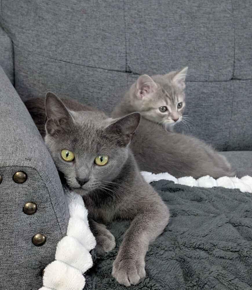 Enlarge Martini, a Adoptable mixed breed in Grand Rapids, MI image 3/6