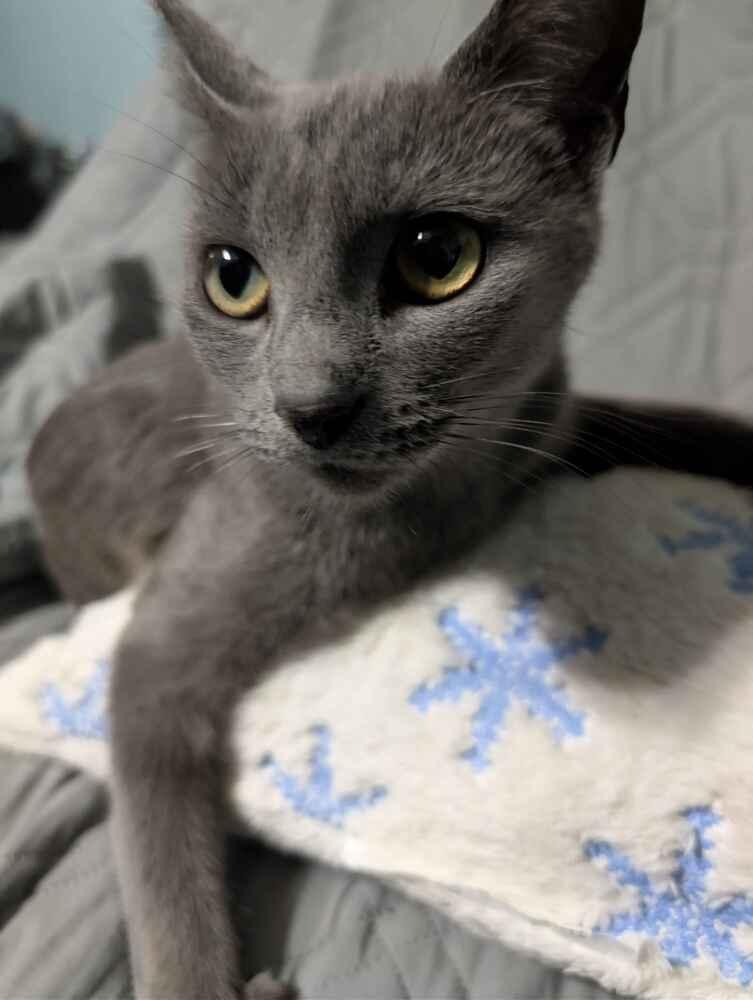 Enlarge Martini, a Adoptable mixed breed in Grand Rapids, MI image 4/6