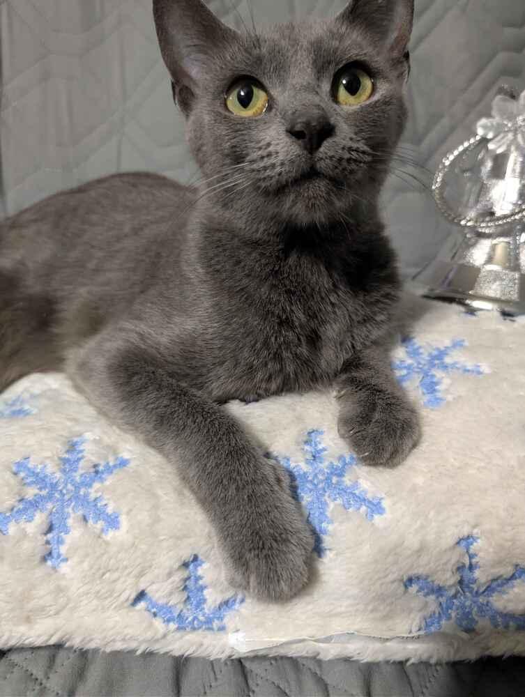 Enlarge Martini, a Adoptable mixed breed in Grand Rapids, MI image 6/6