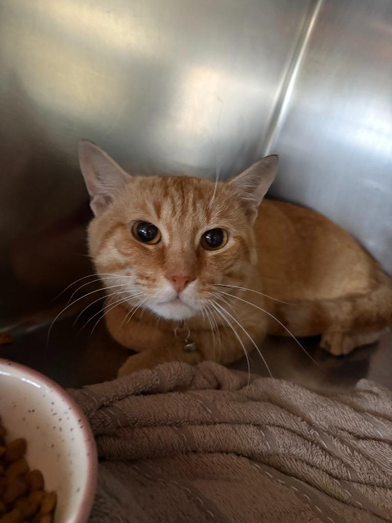 Simon, Adoptable, Young Male Domestic Short Hair.