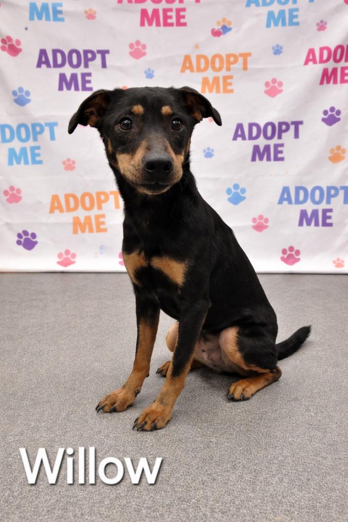 Enlarge Willow Yrly 98, a Adoptable Doberman Pinscher in Sidney, OH image 1/2