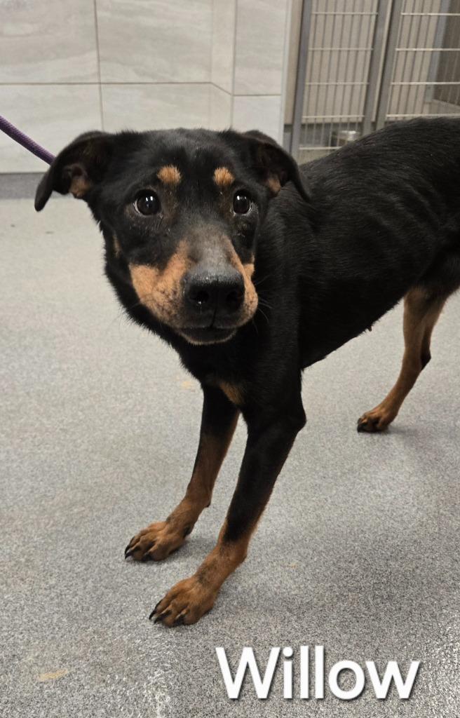 Enlarge Willow Yrly 98, a Adoptable Doberman Pinscher in Sidney, OH image 2/2