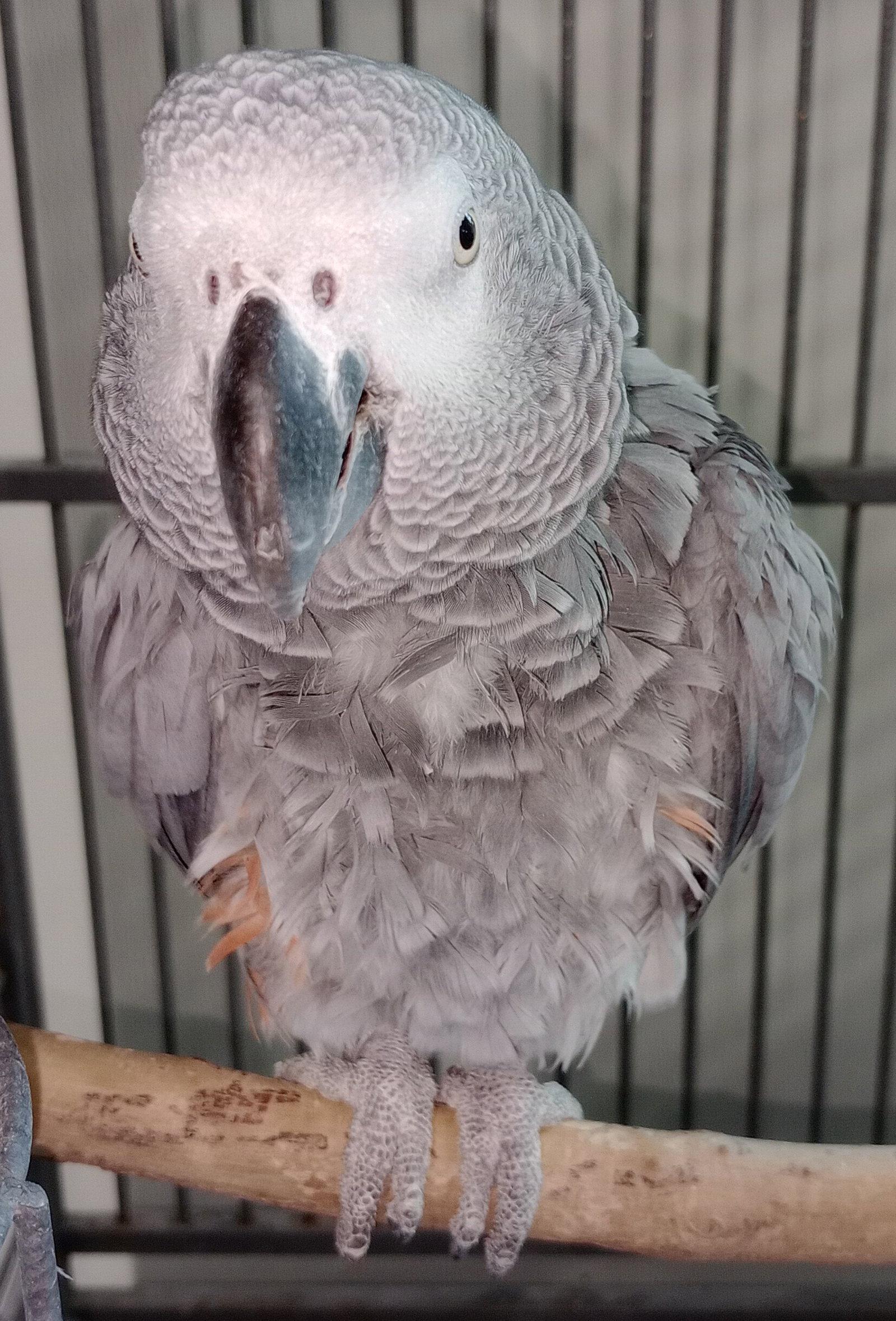 Charlie, Adopted, Adult Female African Grey.