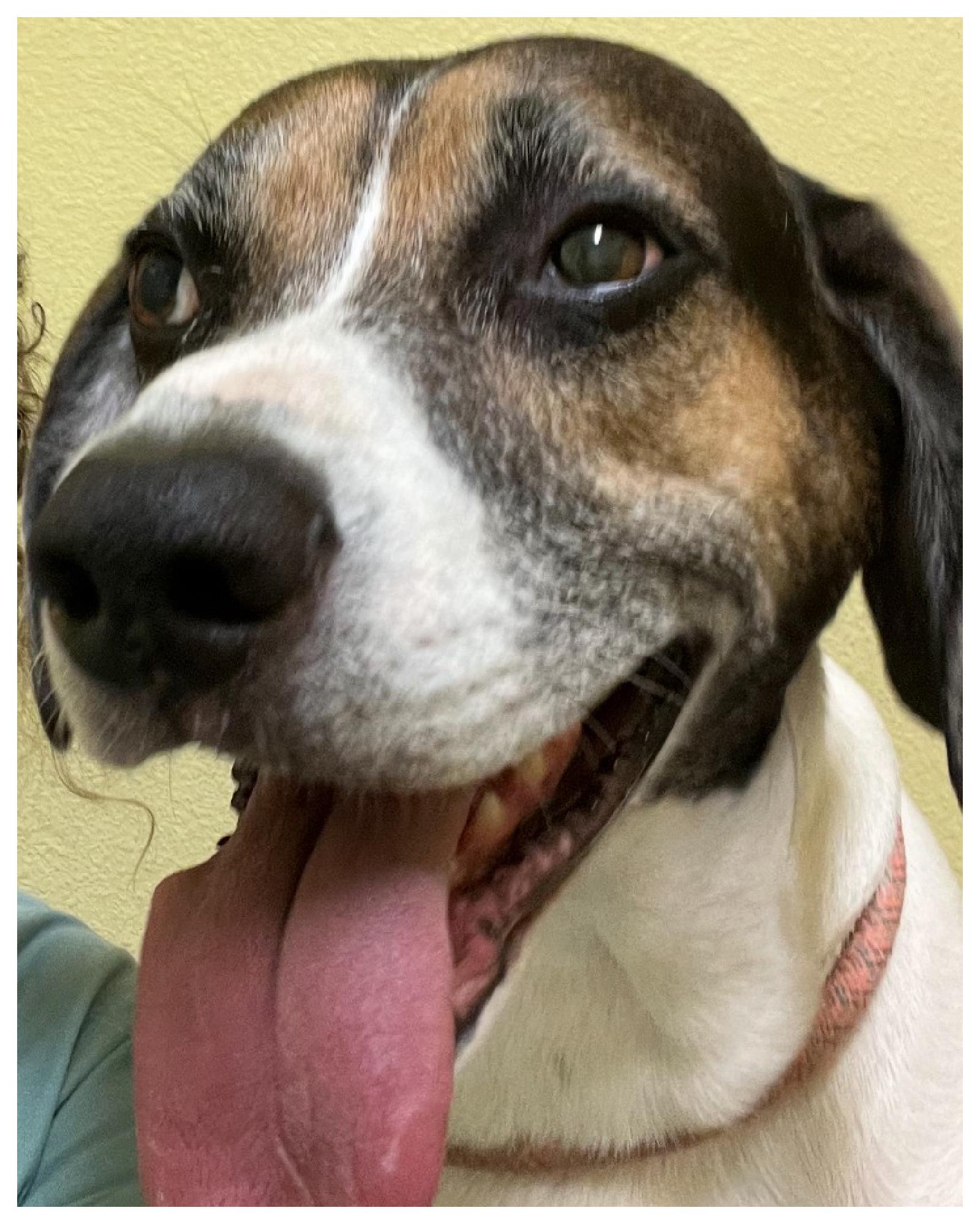 Snoopy, Adoptable, Adult Male Hound.
