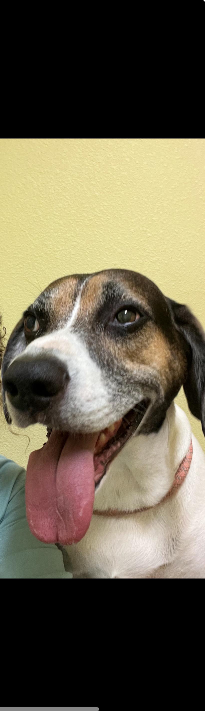 Snoopy, a Adoptable mixed breed in Eustis, FL image 2/2