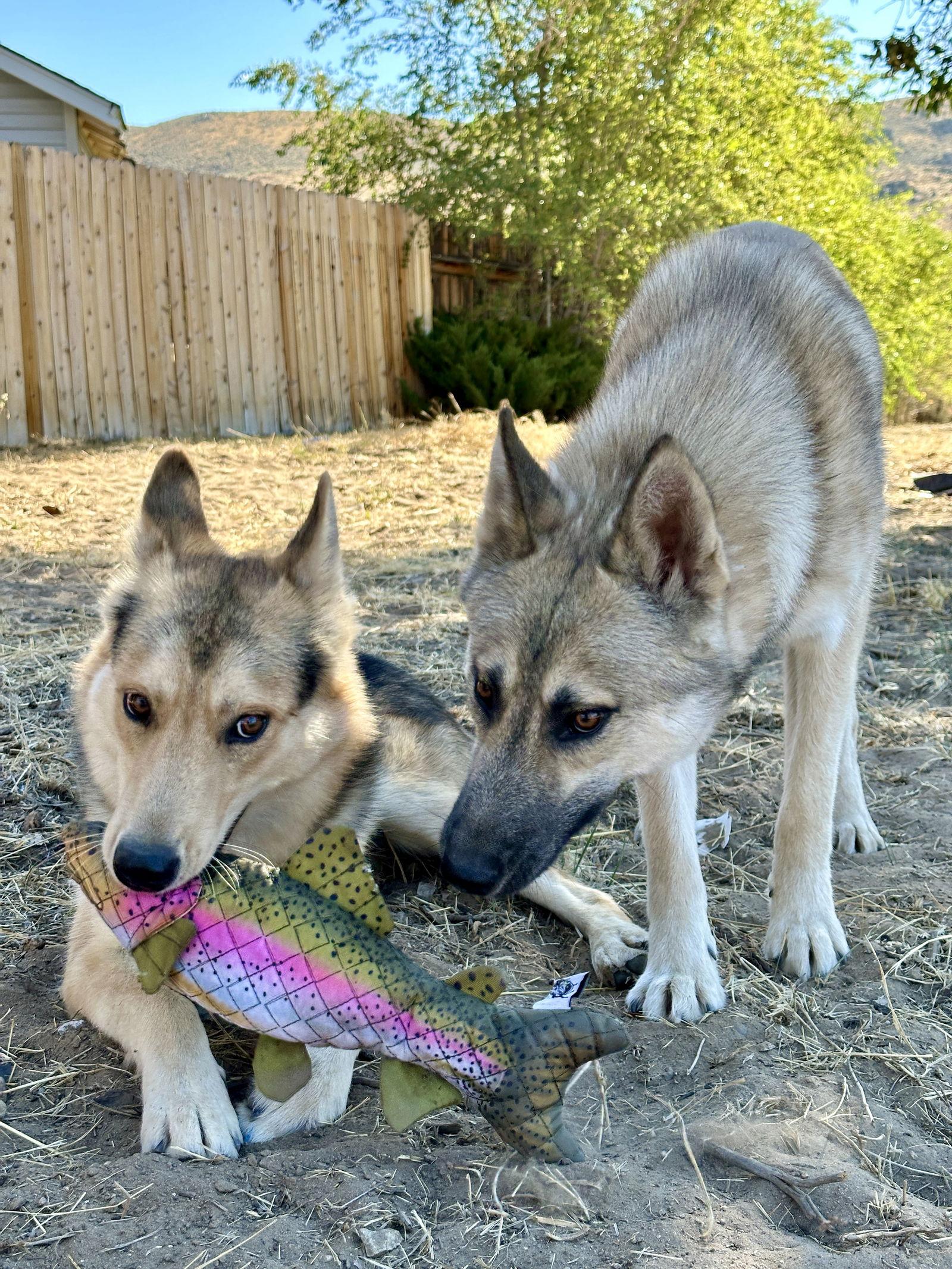 Aspen, Adoptable, Young Male Husky & German Shepherd Dog.