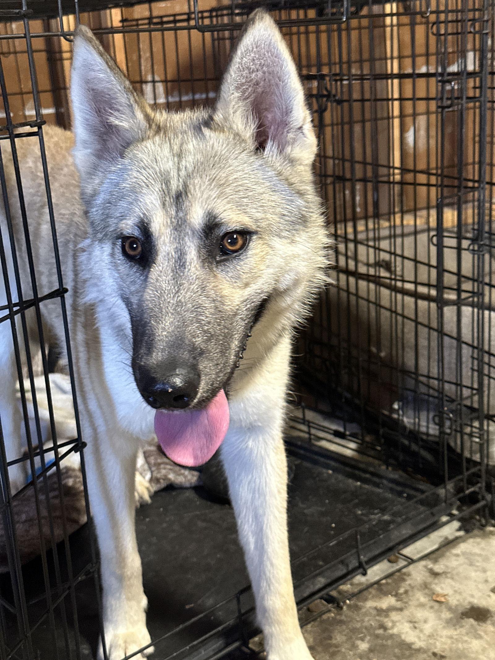 Aspen, a Adoptable mixed breed in Sparks, NV image 2/3