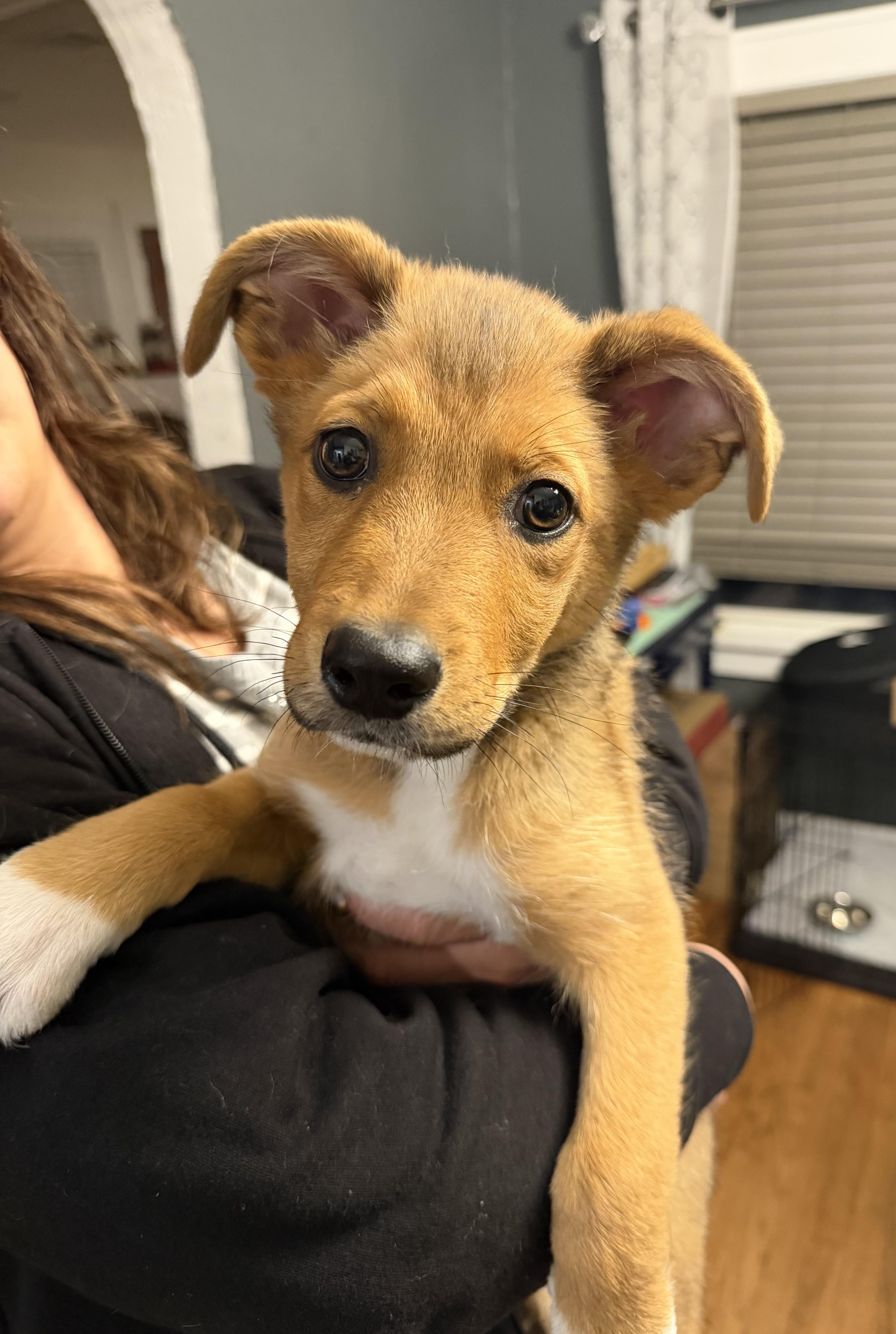 Enlarge BENJAMIN, an adopted Mixed Breed in Dumont, NJ image 1/5