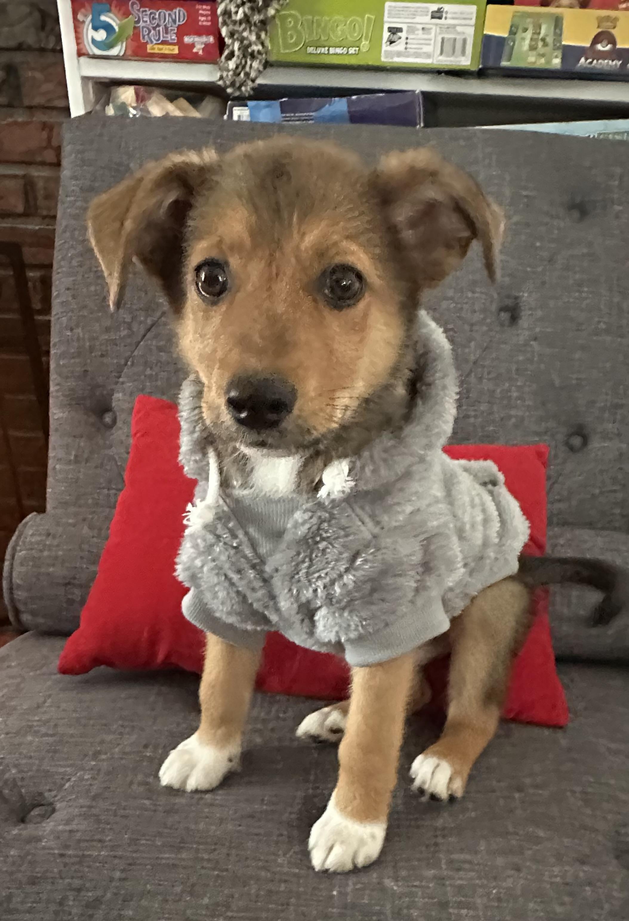 Enlarge BENJAMIN, an adopted Mixed Breed in Dumont, NJ image 5/5