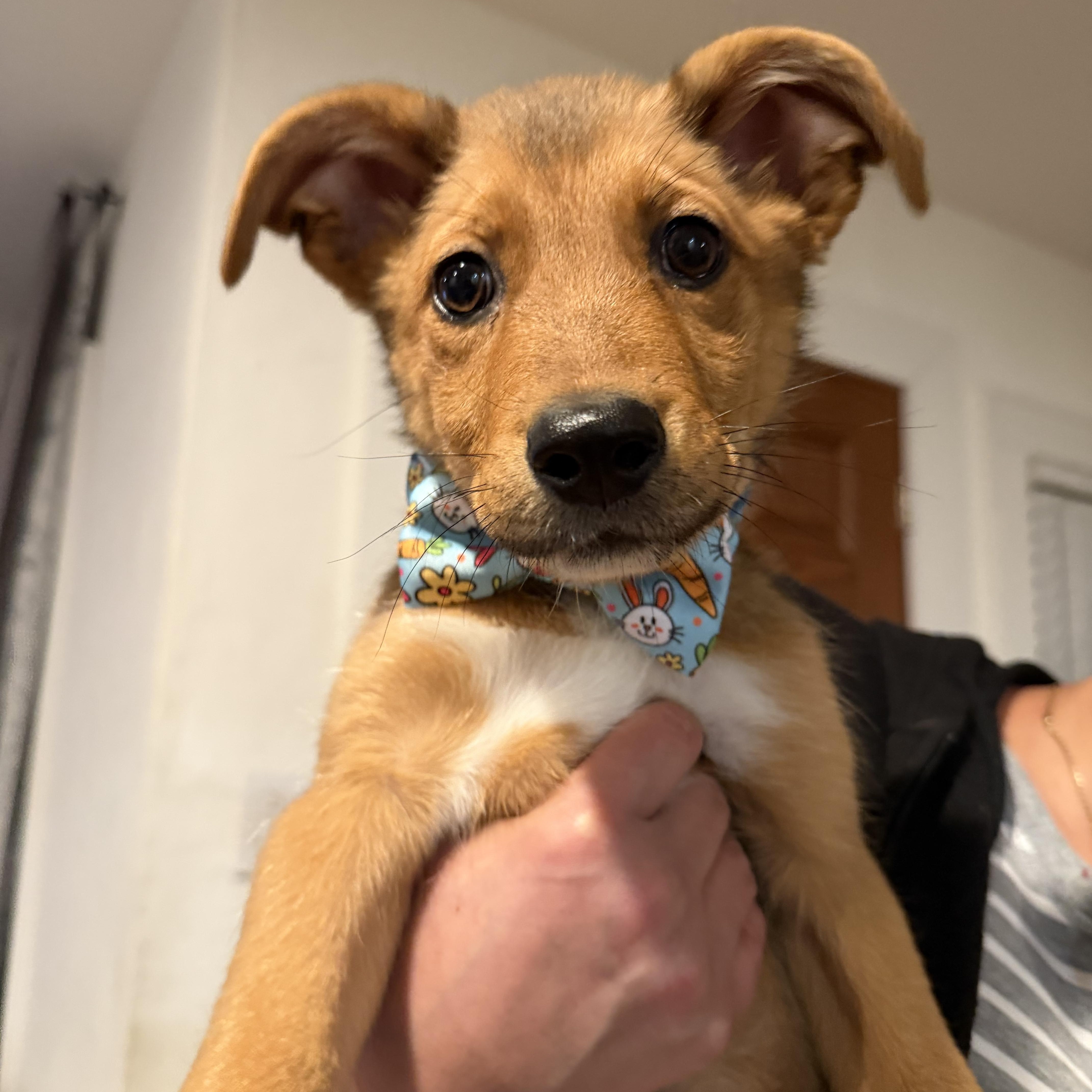 Enlarge BENJAMIN, an adopted Mixed Breed in Dumont, NJ image 4/5