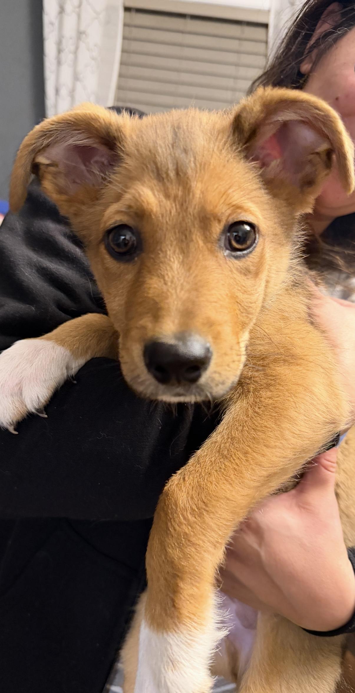 Enlarge BENJAMIN, an adopted Mixed Breed in Dumont, NJ image 2/5