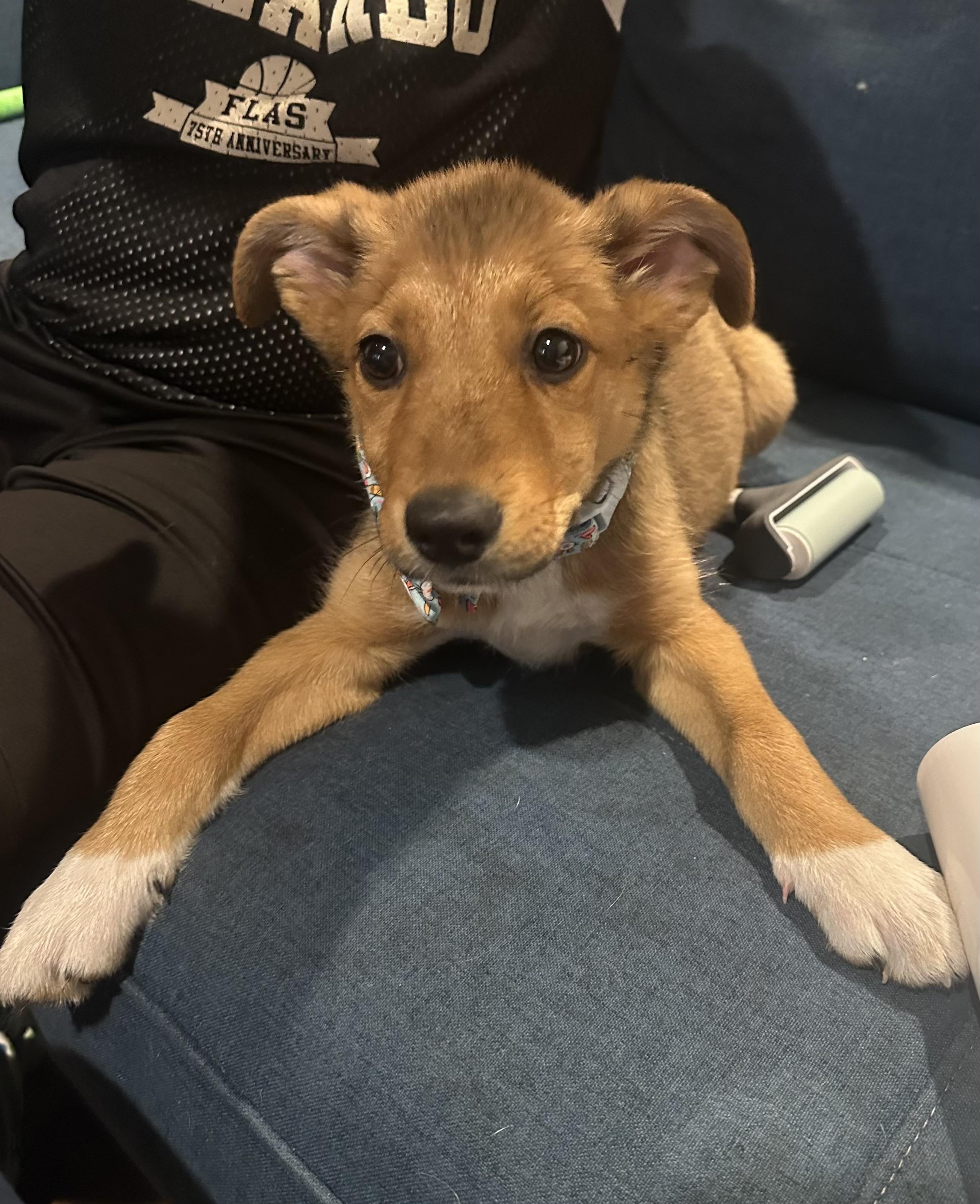 Enlarge BENJAMIN, an adopted Mixed Breed in Dumont, NJ image 3/5