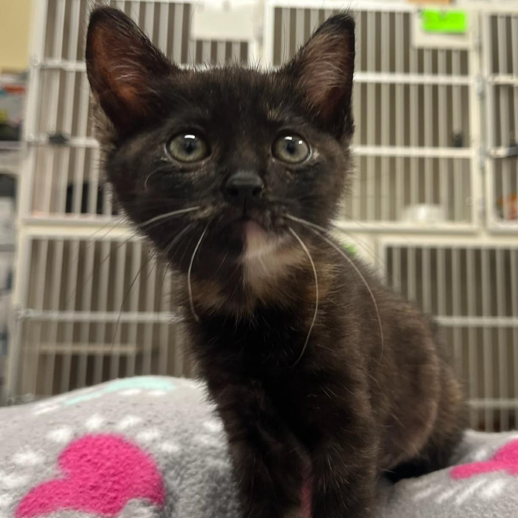 Roux, Adoptable, Kitten Female Domestic Short Hair.