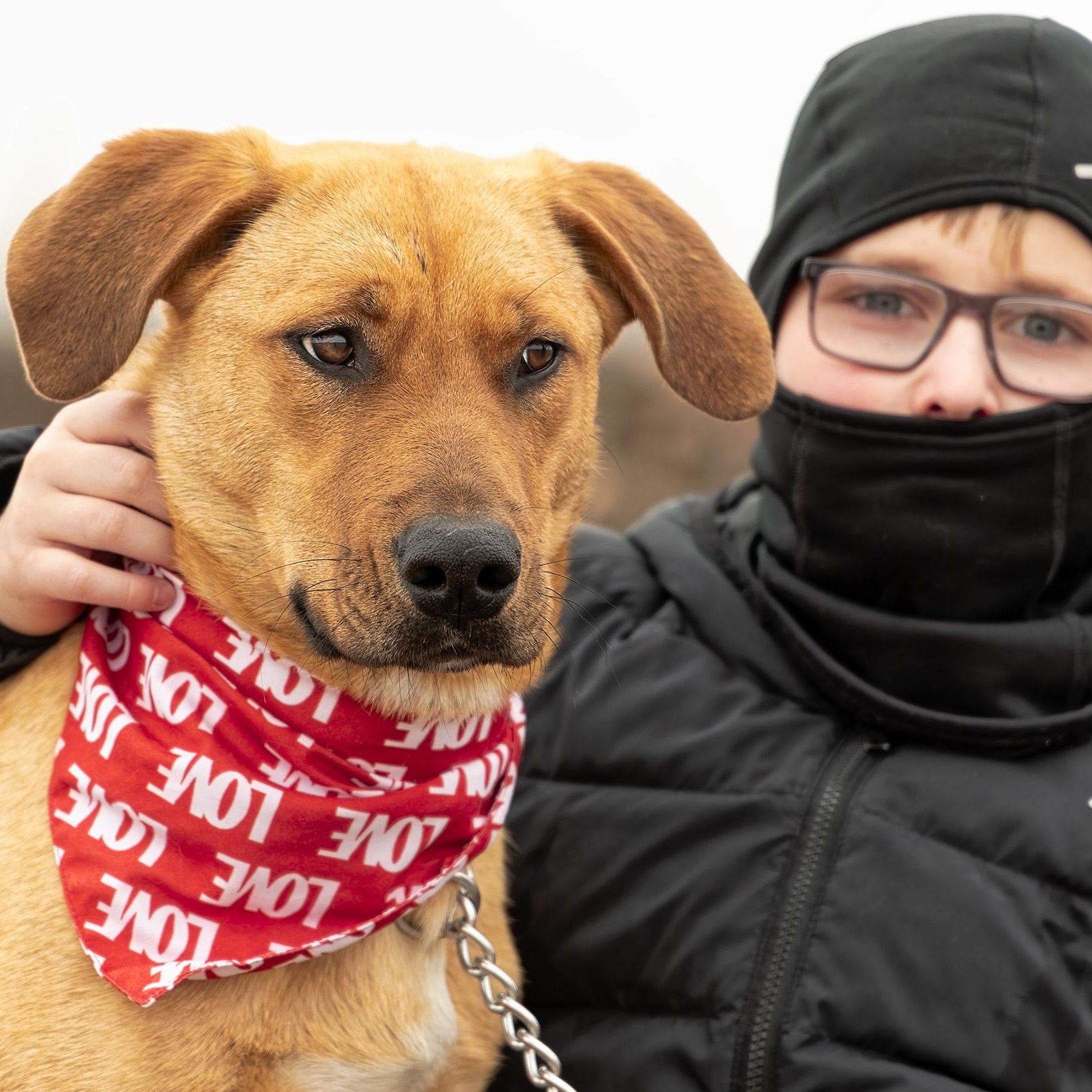 Enlarge Ginger, a ADOPTABLE mixed breed in Clarinda, IA image 3/5