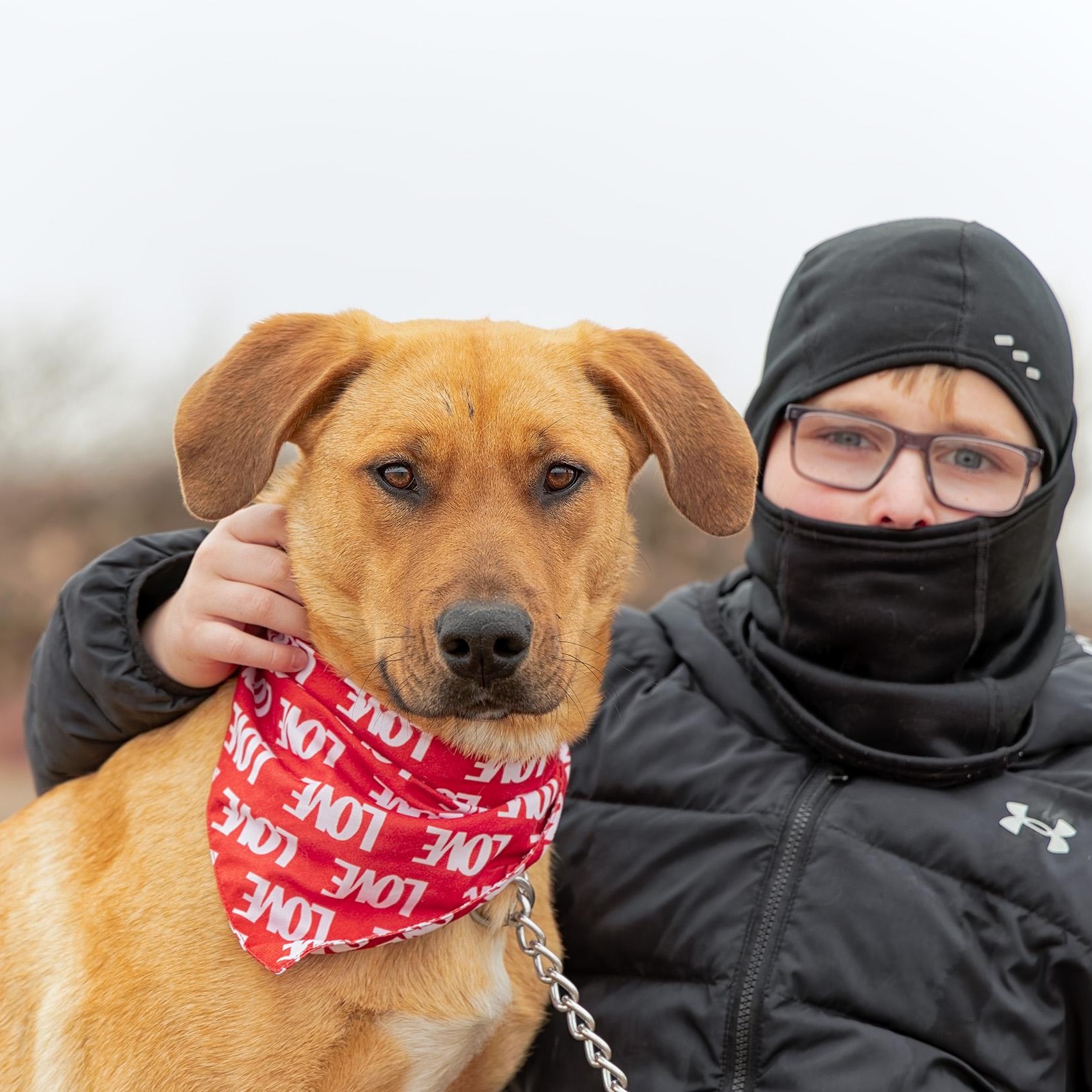 Enlarge Ginger, a ADOPTABLE mixed breed in Clarinda, IA image 1/5