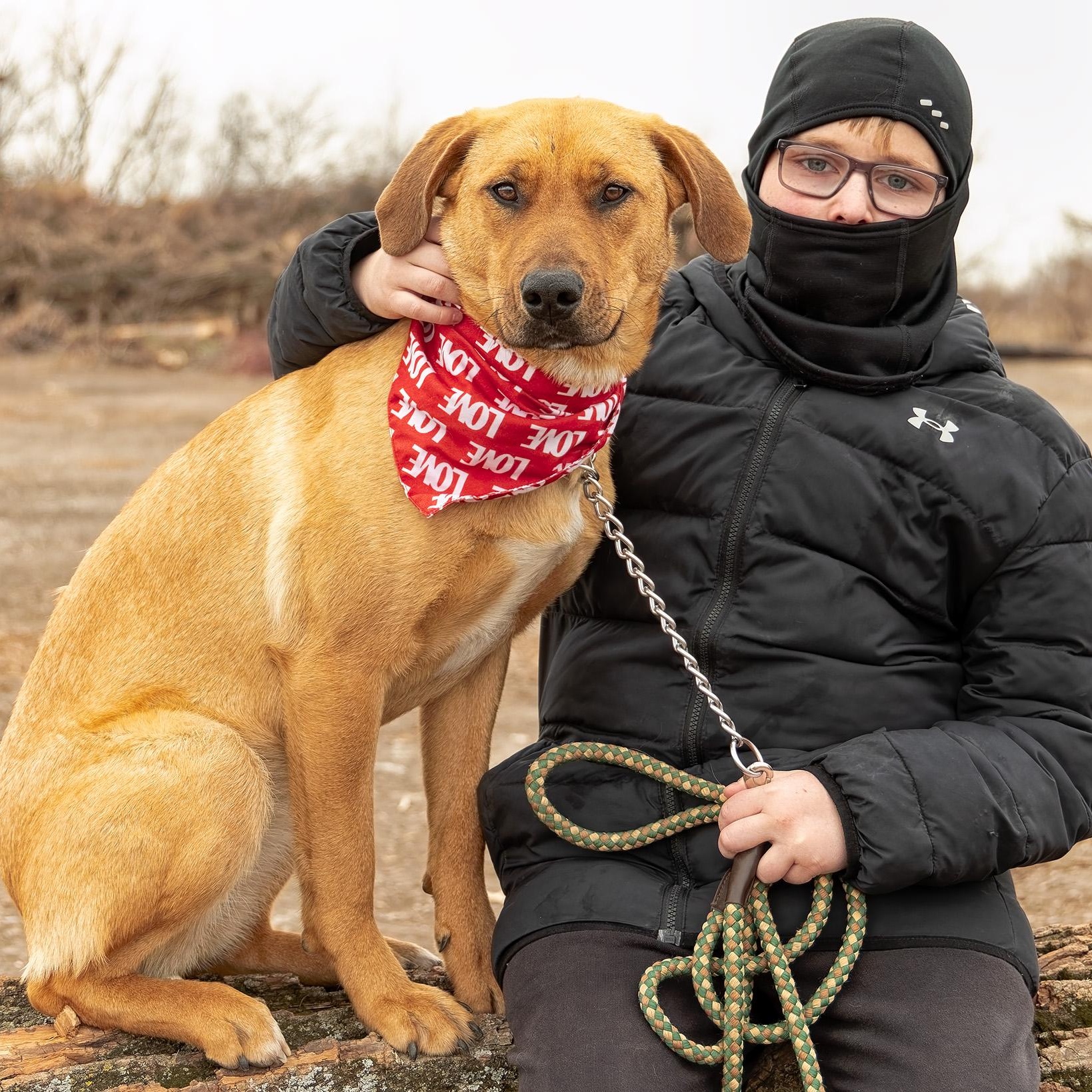 Enlarge Ginger, a ADOPTABLE mixed breed in Clarinda, IA image 4/5