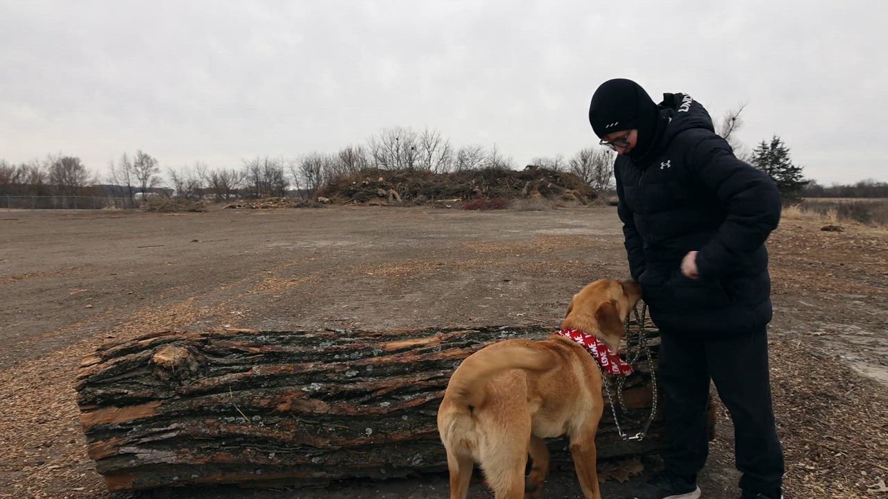 Enlarge Ginger, a ADOPTABLE mixed breed in Clarinda, IA video 5/5