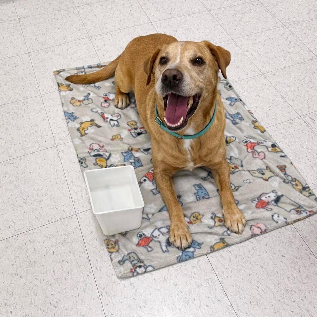 Ike, Adoptable, Senior Male American Staffordshire Terrier.