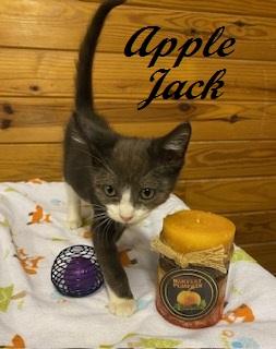 Enlarge Apple Jack, a Adoptable Tuxedo in Cary, NC image 2/3