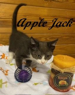 Enlarge Apple Jack, a Adoptable Tuxedo in Cary, NC image 3/3