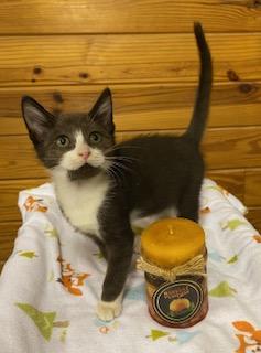Enlarge Apple Jack, a Adoptable Tuxedo in Cary, NC image 1/3