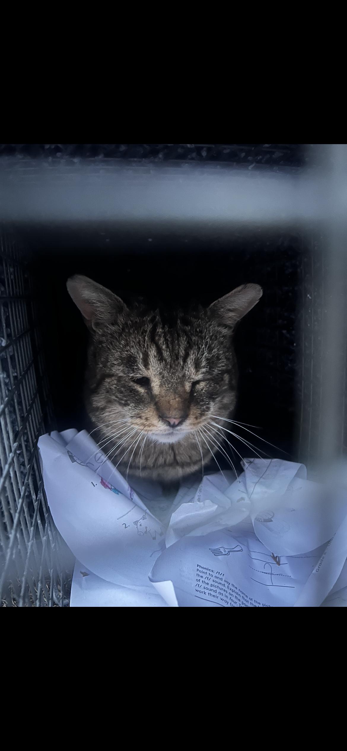 Jimmy, Adoptable, Adult Male Domestic Short Hair.