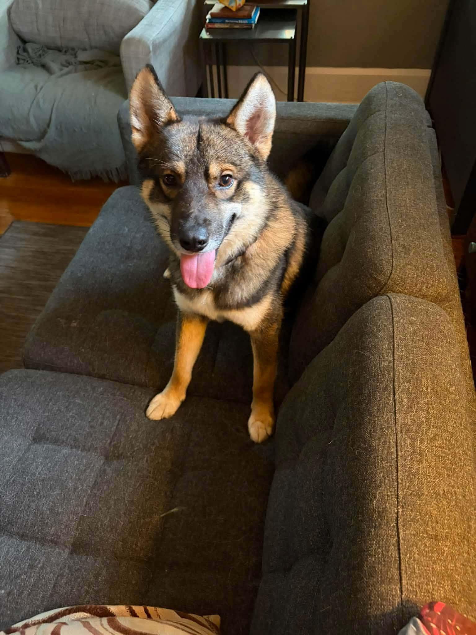 Shug, ADOPTABLE, Young Male Siberian Husky.