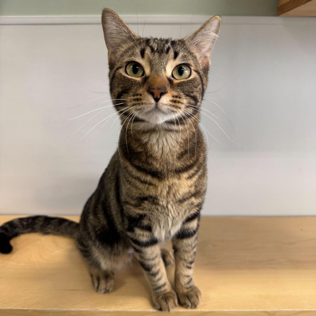 Champ (c2026), a Adoptable Domestic Short Hair in Skokie, IL image 1/5