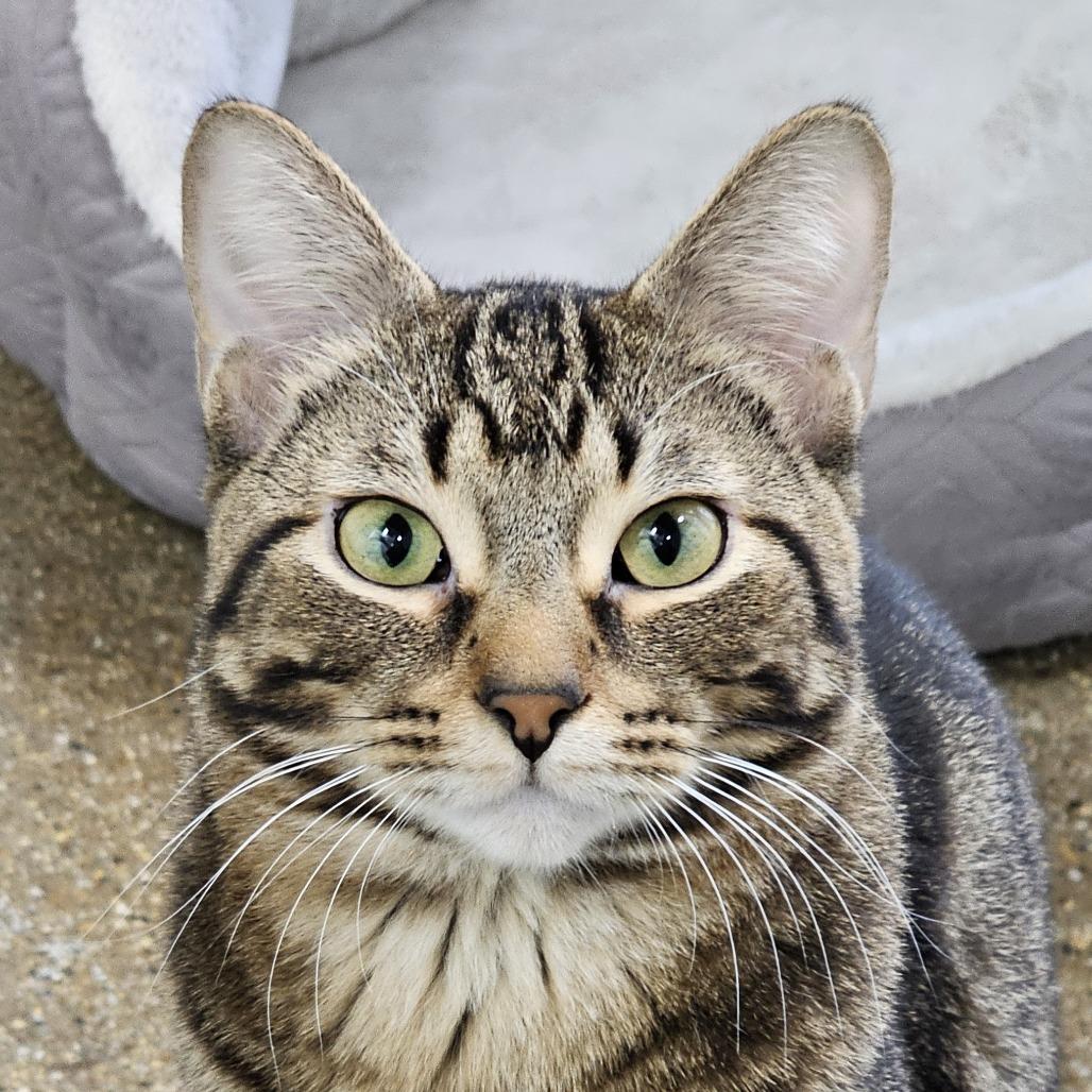 Champ (c2026), a Adoptable Domestic Short Hair in Skokie, IL image 2/5