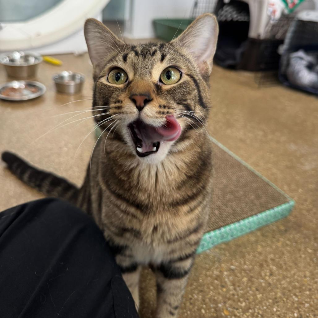 Champ (c2026), a Adoptable Domestic Short Hair in Skokie, IL image 3/5