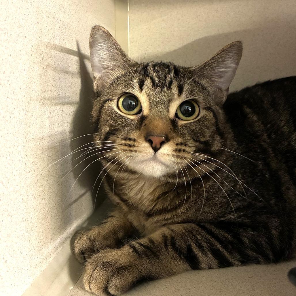 Champ (c2026), a Adoptable Domestic Short Hair in Skokie, IL image 4/5