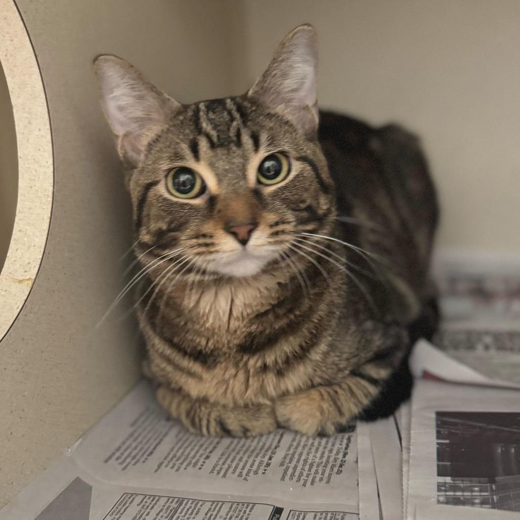 Champ (c2026), a Adoptable Domestic Short Hair in Skokie, IL image 5/5