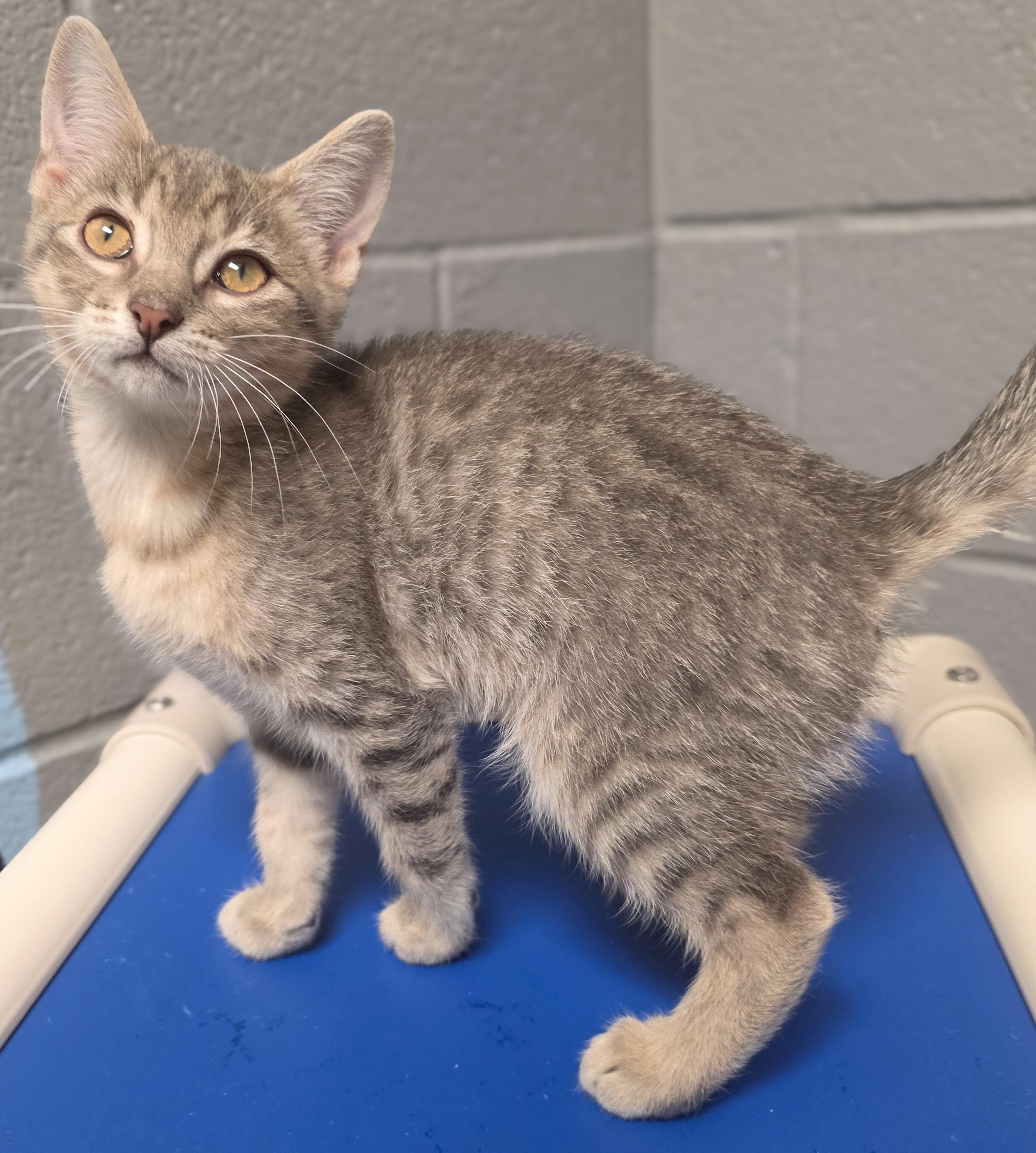 Vega, adopted, Kitten Female Tabby.