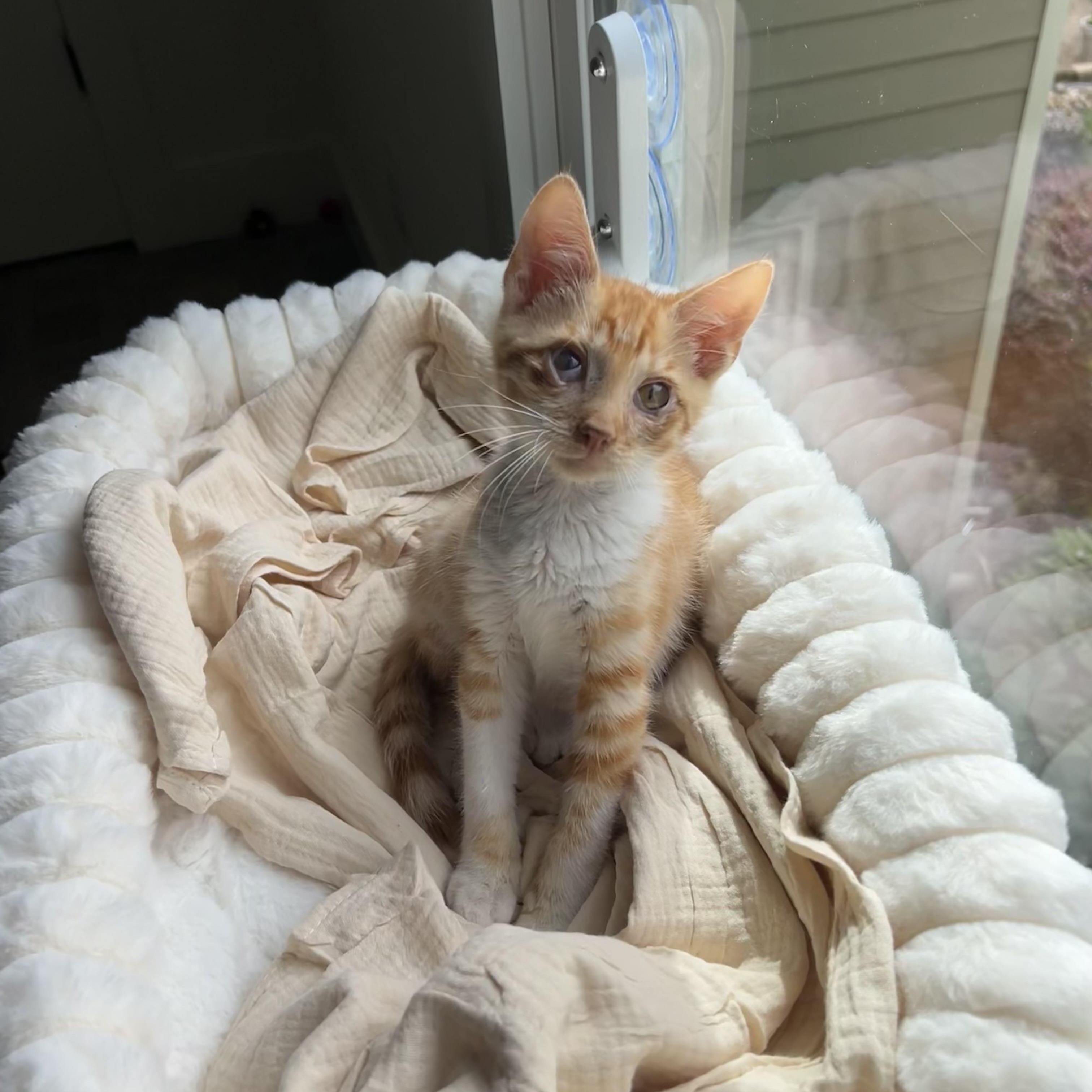 Milkweed - Athens, GA, Adoptable, Kitten Male Domestic Short Hair & Tabby.