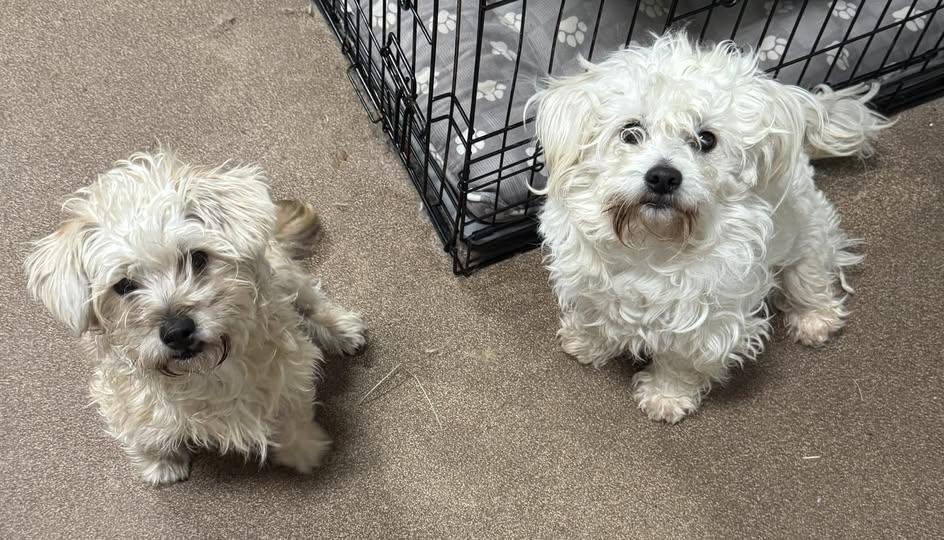 Enlarge Abby and Doo (Mother Son Pair), a ADOPTABLE mixed breed in Matthews, NC image 1/1