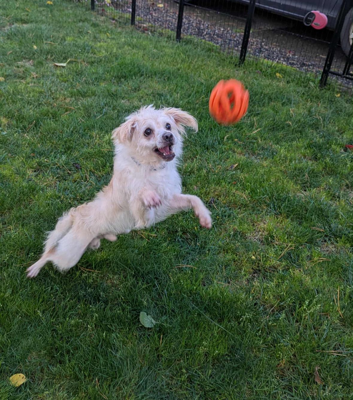 Enlarge Peter, an adopted mixed breed in Vancouver, WA image 3/3