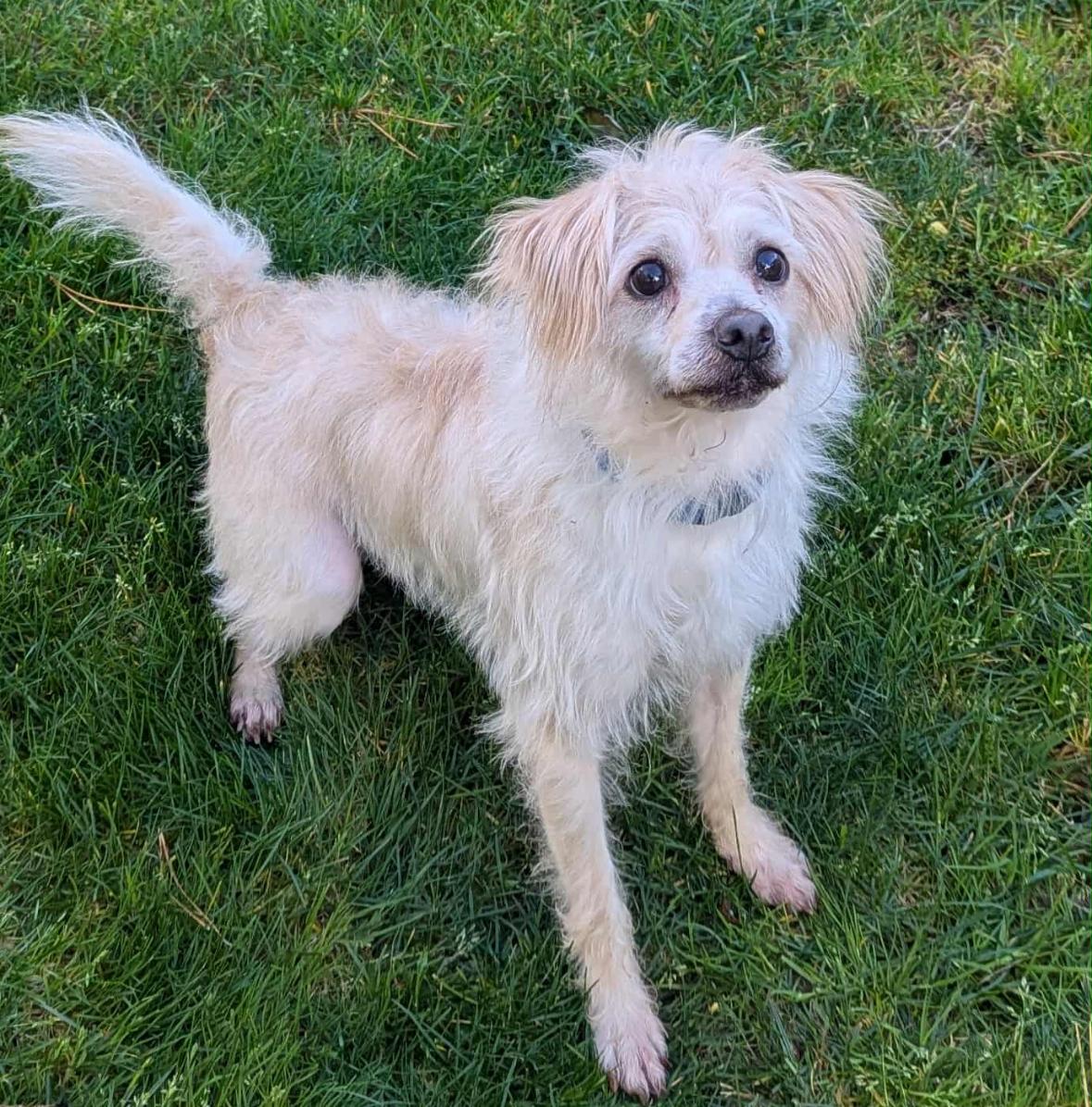 Enlarge Peter, an adopted mixed breed in Vancouver, WA image 2/3